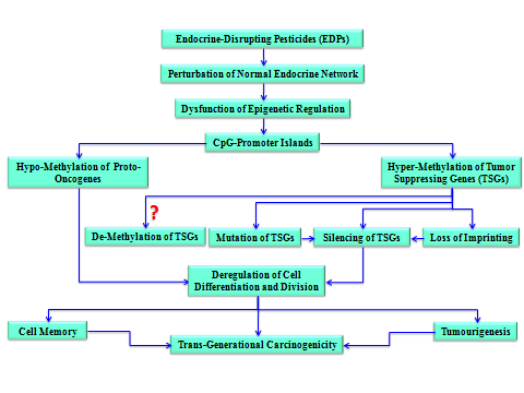 Figure 4: An illustration of two mechanisms of an EDP-induced tumourigenesis that could be transmitted to future generations without having to entail changes in DNA base sequences.