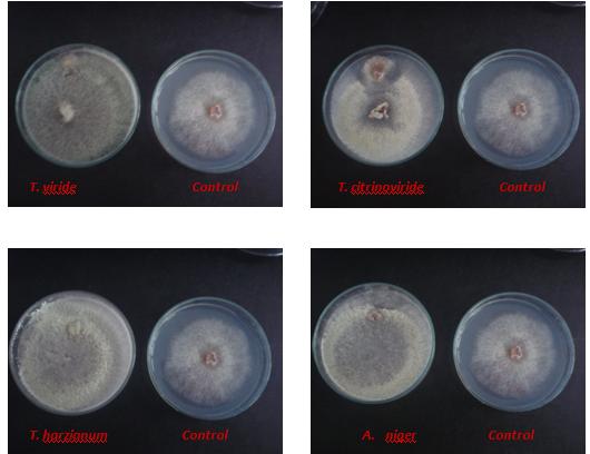 Figure 1: In vitro antagonisms study of fungal strains isolated from tea soil against the tea root pathogen (F.lamoensis).