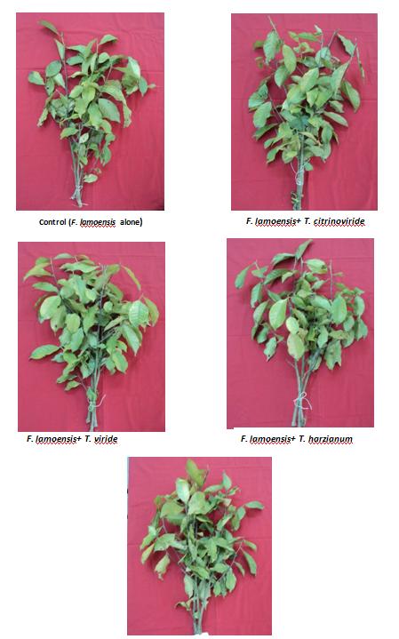 Figure 2: Effect of different fungal treatments on the shoot growth of tea plant under nursery condition.