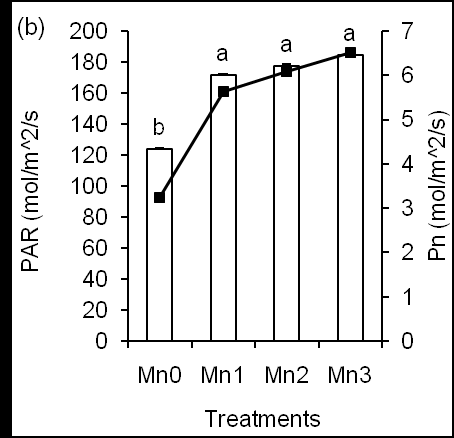 Figure 2: Effects of different concentrations of Mn on RWC (a), photosynthesis rate (b; line graph) and photosynthetically active rediation (b; bar graps).