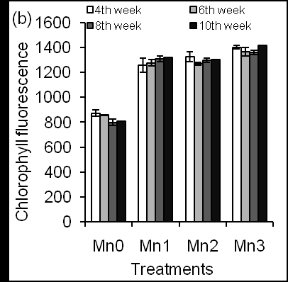 Figure 3: Effects of different concentrations of Mn on Chl content (a) and Chl florescence (b). In addition, Chl content increased significantly in leaves of Mn-treated plants at week 8th (P ≤ 0.013) and 10th (P ≤ 0.012) than in leaves of Mn- untreated plants. These results suggest that Mn application increases Chl content in leaves of corn plants and support that Mn might function on the light antenna in photosystem II. Previously, Jahan et al. [34,35] stated that light-harvesting antenna of photosystem II increased chlorophyll content in Arabidopsis plants. In plants, Mn participates in the structure of photosynthetic proteins and enzymes [32]. Chl fluorescence is positively correlated with Chl content data. In addition, Mn application increased chlorophyll fluorescence in leaves of corn plants (Figure 3b). Mn- treated plants showed no difference (P ≤ 0.09) concerning Chl fluorescence accumulation during data taking time from 4th to 10th week but significantly higher than Mn- untreated plants (Figure 3b). These results indicate that Mn functions on Chl parameters probably through the photosystem II-water oxidizing system and photolysis of water molecules that provide energy for photosynthesis [9]. This result was consistent with Pn results in this study (Figure 2b). The yield and yield parameters were determined based on the weight and length of corn fruit, which were shown in Figure 4. The yield gradually increased with increasing Mn concentration (Figure 4a).