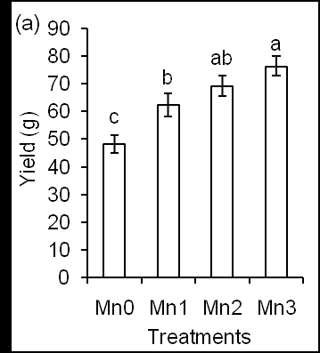 Figure 4: Effects of different concentrations of Mn on yield (a) and cob length (b) of corn plants.