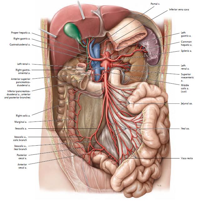 Figure 1: Classical anatomy of the superior mesenteric artery and its branches (including the ileocolic artery, right colic artery, and the middle colic artery) [5].