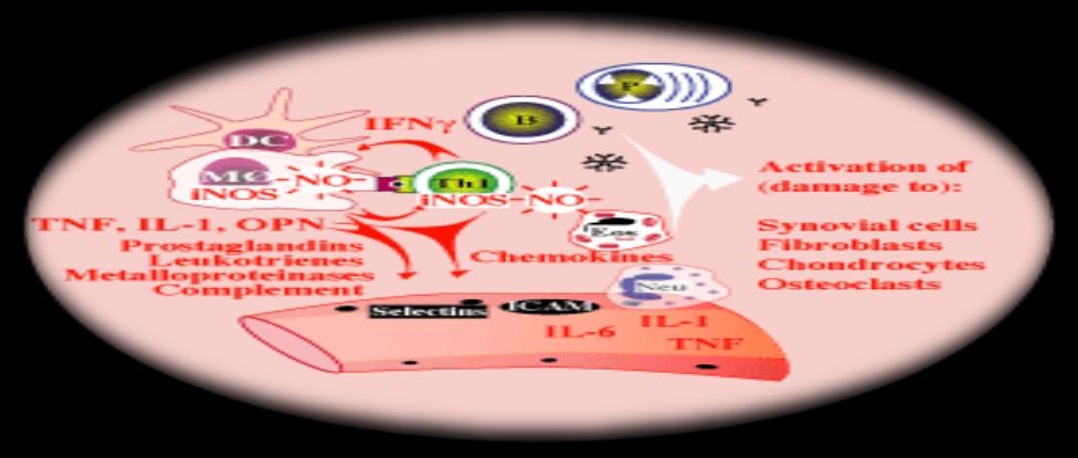 Figure 6: Circulatory changes during inflammation. http://www.medicalnewstoday.com/articles.php