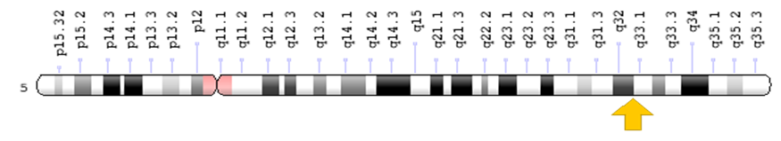 Figure 1: Schematic view of chromosome number 5, in which the CSF1R gene is located in the long arm of this chromosome as 5q32.