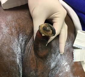Figure 1: Necrotic lesions on glans