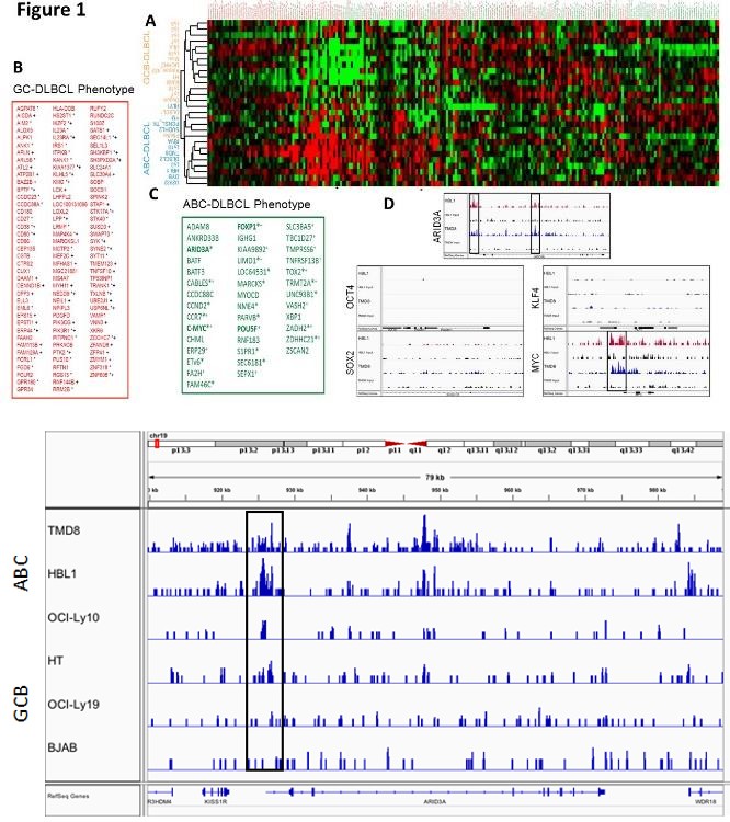 Figure 1: No peaks were observed for _Oct4_ in either DLBCL subtype Figure 1D. None of the remaining ABC- phenotype of Figure 1B has been established as stem cell candidates, with the exception of OCT2. OCT2 was identified in an ESC over expression screen as a TF that repressed ESC differentiation to induce neuronal differentiation [54]. OCT2 is directly repressed by FOXP1 S-Figure 2 but was not investigated further in this study.