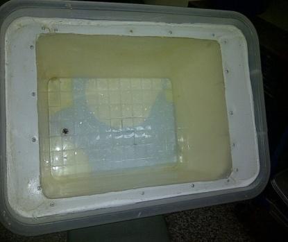 Figure 2: Fish box loaded with _C. gariepinus_ and ice.