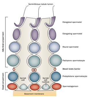 Figure 1: This schematic represents the blood-testis barrier that is created by sertoli cells and the different phases of development of germ cells [16].