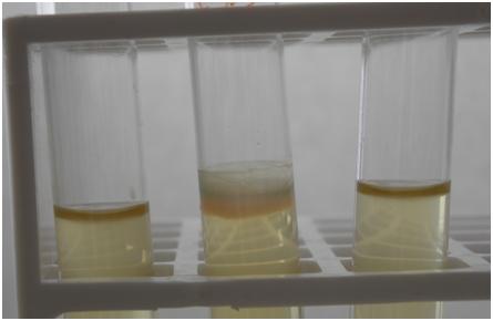 Figure 1: Biofilm formation on the surface in LB (from left to right). P. aeruginosa, E. coli and E. faecalis, respectively.