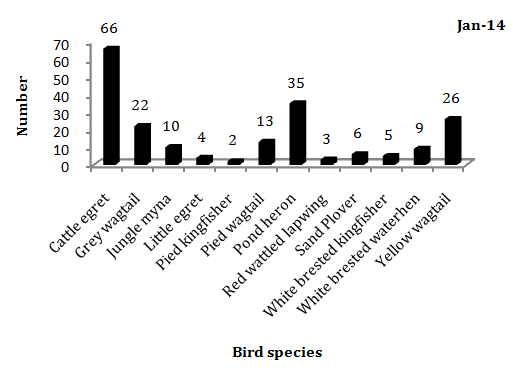 Figure 6: Pond Ecosystem