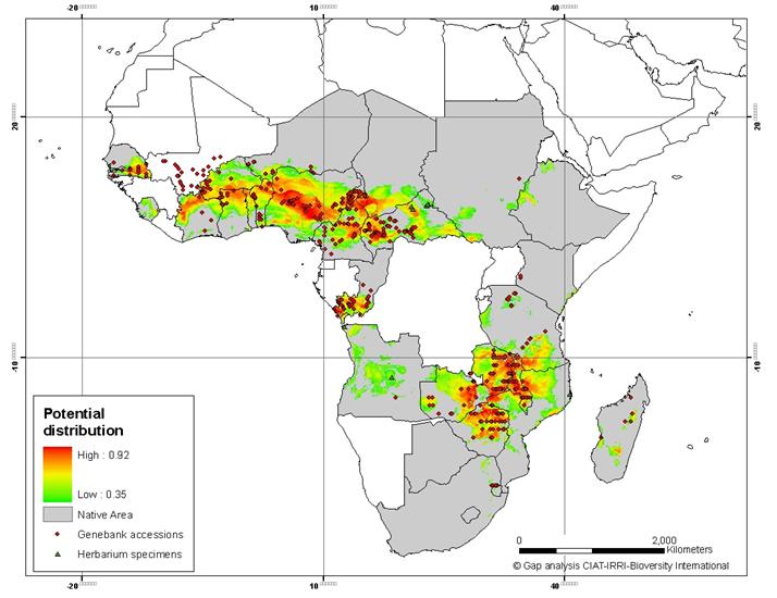 Figure 1: Distribution of Bambara groundnut (Vigna subterranea (L.) Verdc.) in Africa (CIAT-IRRI-Biodiversity international).