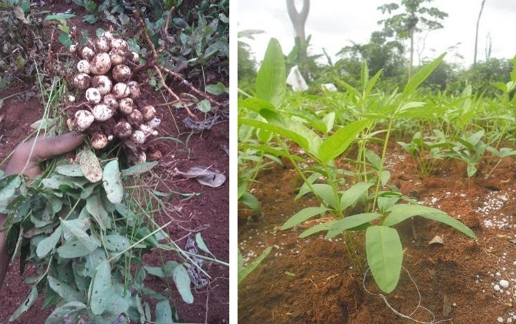 Figure 2: Bambara groundnut plants.