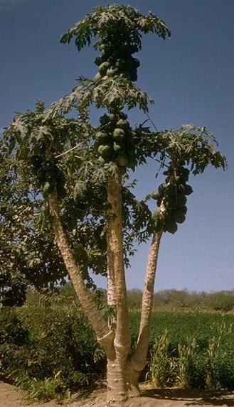 Figure 1: Papaya (Carica papaya) plant.