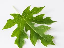 Figure 13: Carica papaya- leaf. • The hollow green or deep purple trunk is straight and cylindrical with prominent leaf scars. Its diameter may be from 2 or 3 inches to over a foot at the base. Trunk is soft and greyish, marked with large petiole-scars where the leaves are born [28] (Figure 13). • The leaves are used for colic, fever, beriberi, abortion, asthma in India, and cancer in Australia papaya leaves are used traditionally in treatments like jaundice, malaria, dengue immunomodulatory and antiviral activity [29,40]. • Young leaves are rich in flavonoids (kaempferol and myricetin), alkaloids (carpaine, pseudocarpaine, dehydrocarpaine I and II), phenolic compounds (ferulic acid, caffeic acid, chlorogenic acid), the cynogenetic compounds (benzylglucosinolate). • They have medicinal properties like anti-inflammatory hypoglycaemic, anti-fertility, abortifacient, and hepatoprotective, wound healing, antihypertensive and antitumor activities [12]. • Young leaves are used in cooking and eaten like spinach in East Indies [18]. papaya leaves are used as a tonic for heart disease, treatment for stomach ache, and have antioxidant, anticancer, antiseptic and analgesic property, immunomodulatory, anti tumour, antiplasmodial, antibacterial, anti dengue, also used in treating wounds, burns and malignant tumours [9,41,42]. • Dried leaves are known as blood purifiers and taken as tonic. Papaya leaf tea is used to treat obesity and helps in losing weight and it acts against chronic indigestion, high blood pressure and arteriosclerosis weakening of heart [42]. Fresh leaves are used to cure gastrointestinal problems and hepatic disease and it also acts as anti-inflammatory and natural abortion agent. In India, traditional Siddha medicinal systems prescribe C. papaya L leaf extract to patients with dengue fever symptoms [43]. • Daily consumption of leaves helps to prevent malaria in Indonesia, aqueous extracts of papaya leaves consumption also increases platelets WBC and neutrophils counts ( especially in dengue patients). Dried leaves have been indicated in sickle cell anemia management [44]. **Root** • Its roots can be used as medicine for renal and urinary bladder problem [45] (Figure 14). • Root is chewed and swallowed for cough, bronchitis and other respiratory disease [29]. • Also acts as abortifacient, diuretic, antifungal activity, also checks irregular bleeding from uterus, piles. • The roots are used in traditional medicine for treatment of diseases as it could be a good source of drug for birth control in males [46]. • The treatment of gastroenteritis, urethritis, otitis media, typhoid fever and wound infections [47]. It also helps in treating infectious wound, pneumonia internal heat, stomach noise, and strange movement in the body, abdominal pains and a host of other diseases [48].
