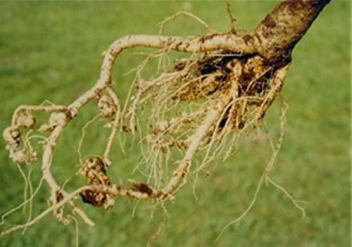 Figure 14: Carica papaya plant root.
