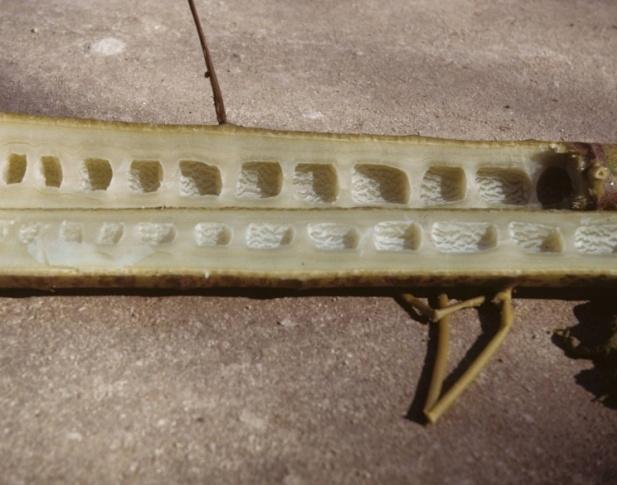 Figure 15: Carica papaya Vertical section stem.