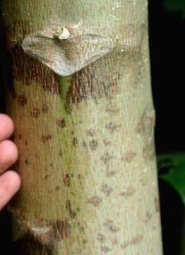 Figure 16: Carica papaya stem with marks.
