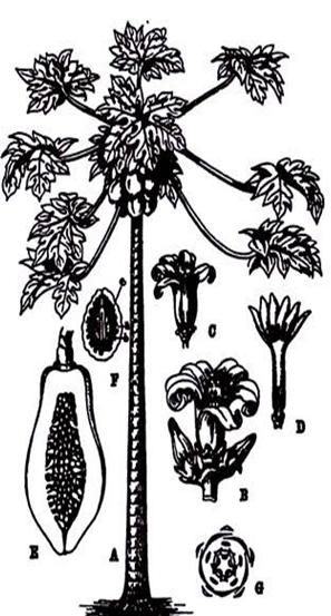 Figure 5: Carica papaya flower.