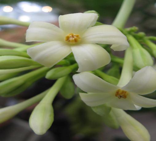 Figure 8: Carica papaya- a female flower.
