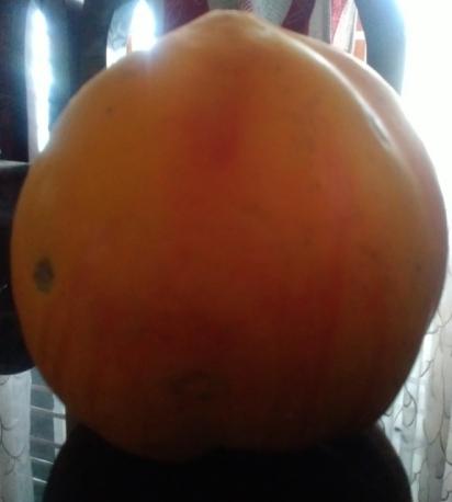 Figure 9: Carica papayaa male flower. Fruit