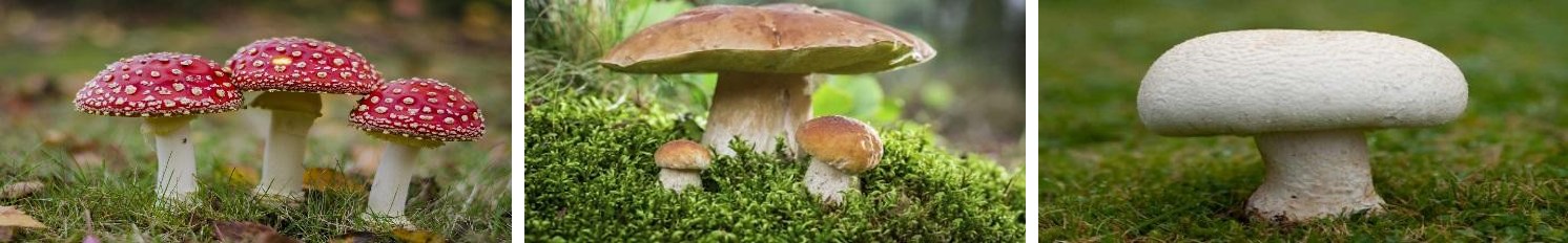 Figure 1: Mushroom.