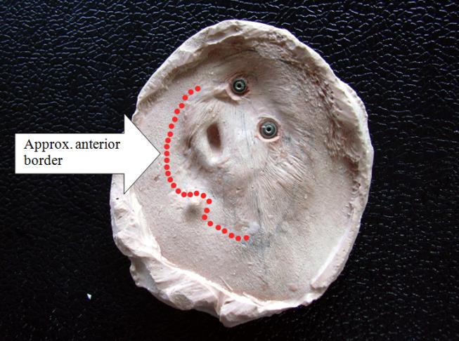 Figure 6: Working model.