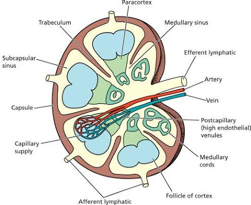 Figure 1: Normal Lymph node transection.