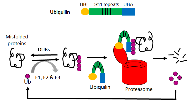 Figure 1: Role of Ubqln proteins in UPS.