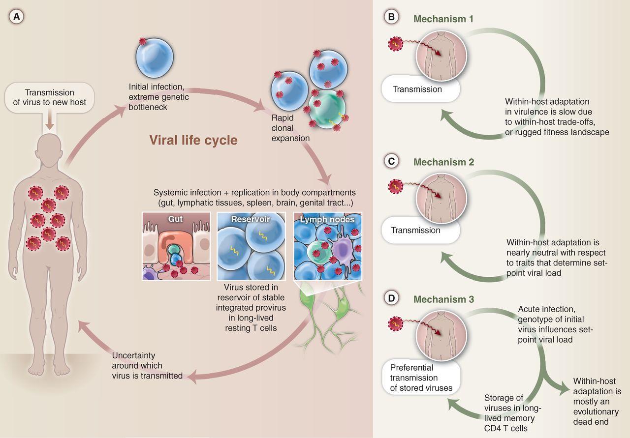 Figure 3: Viral (HIV) life cycle and transmission in the host cell.