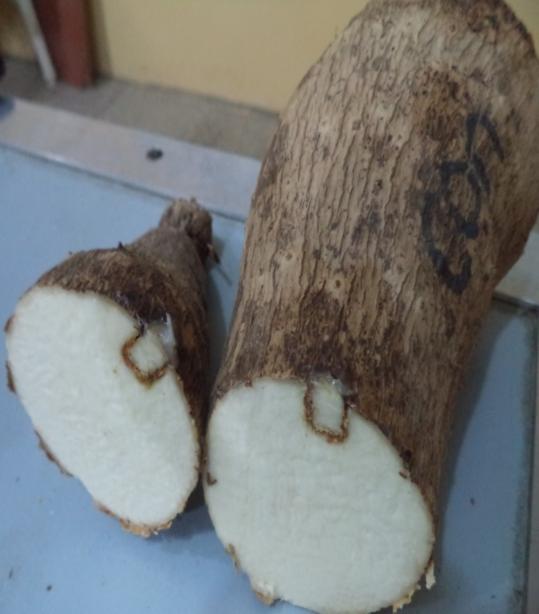 Figure 2: Plate 3). Healthy _Pepa_ yam tubers that were not inoculated with the test fungus showed no symptoms of rot in the bored yam tubers (Figure 2: Plate 4).