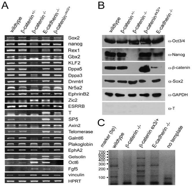 Figure 5: β-catenin in stemness transcription circuits of ESCs and iPSCs.