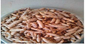 Figure 1: Fresh Turmeric Rhizome.