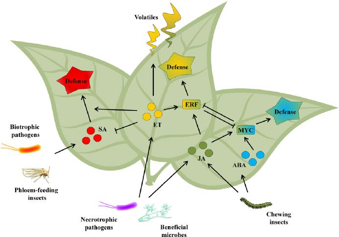Figure 1: Plants Sensation and Perception of Interactions in biological arena.