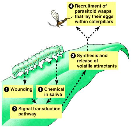 Figure 3: Elicitations of multiple responses via insect herbivory in plants.