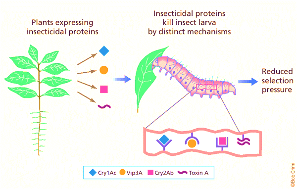 Figure 4: Expression of insecticidal proteins are fundamentals in insect resistant cultivars.