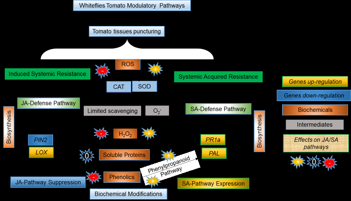 Figure 5: Signalling new transductions of genes and biochemically whitefly modulated defense pathways in modal plant tomato Lycopersicon esculentum comprising JA and SA cascades and genes transcripts [6].