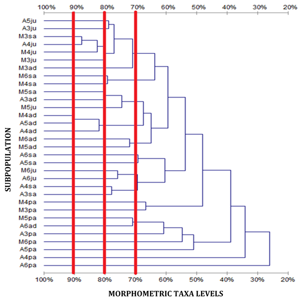 Figure 7: The MTL among 32 subpopulations of MRC based on binary data types; clustering using the UPGMA method using the Jaccard coefficient approach.