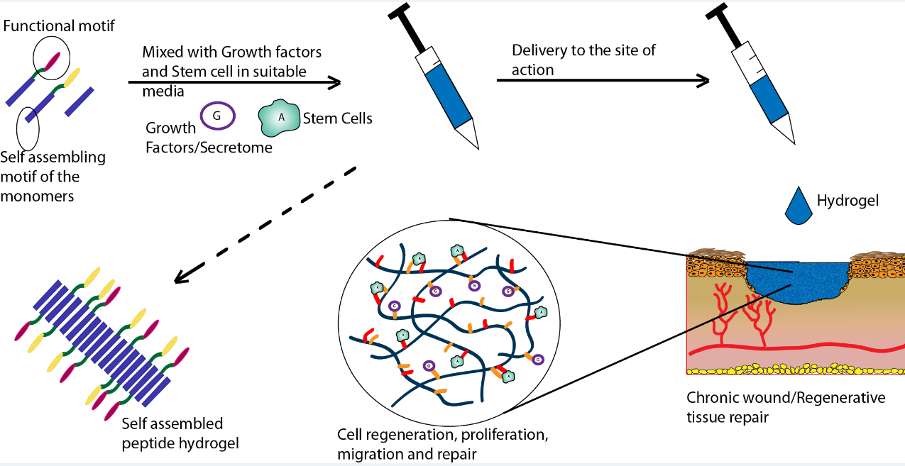 Figure 1: Schematic representing the applicability of self-assembling peptides and stem cells in Chronic wound healing and regenerative medicine.