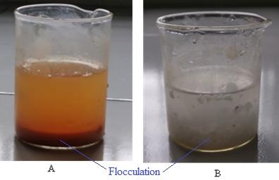 Figure 2: Flocculation produced by ferrous sulphate (A) and lead acetate (B) on addition of soap.
