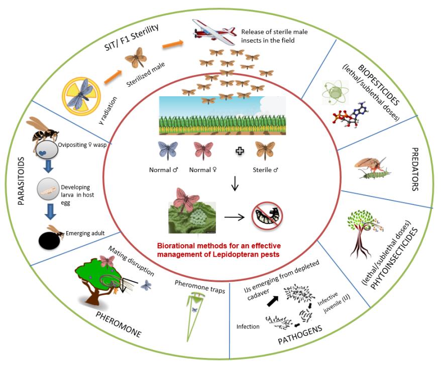 Figure 1: Biorational tactics (Biological control + Biopesticides) complementing SIT/F1 sterility programmes for an effective IPM against Lepidopteran insects.