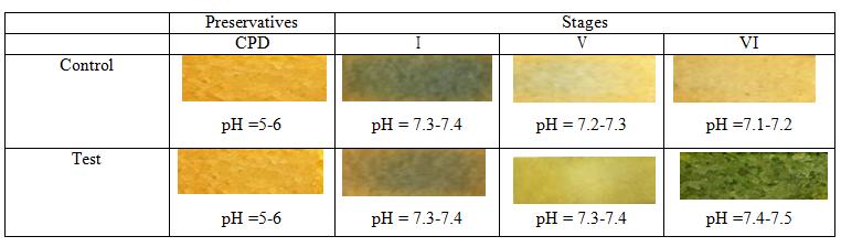 Figure 8: The microscopic examination of the morphology of erythrocytes in different variants of preservation and treatment.