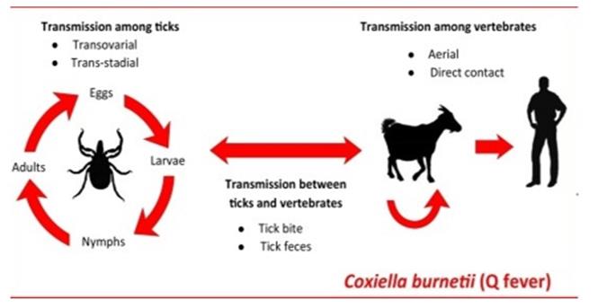 Figure 1: Source and transmission of Q fever [22].