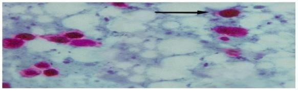 Figure 3: Endodermal Cells [49].