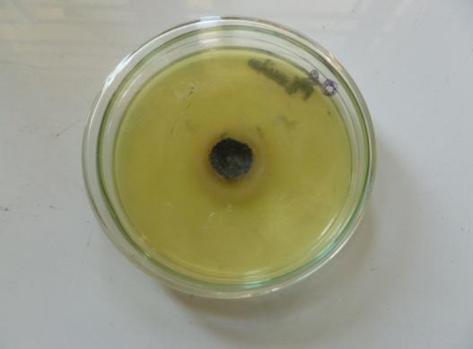 Figure 8: _Staphylo coccus_disc inserted with ZnO nanoparticle coated jean cloth.