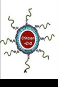 Figure 3: A schematic of CZNPs showing of core-shell structure with chitosan and Zno-nanoparticles.