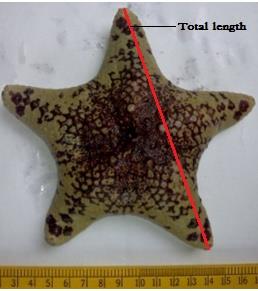 Figure 1: The average log values of the observed length-weight with a clear interval of 10 mm were plotted. The equation used for the evaluation of the length-weight relationship was, W =aLb Where, W= weight, L= total length, a= constant, b= exponent The data were analysed through the logarithmic form of the above equation Log W=log a+ b log L (i.e) y= a+bx Where a = intercept; y = log W; x = log L and b = slope of the line or regression co-efficient. Analysis of co-variance was employed to determine whether b value differed among the categories at 5% level.