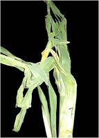 Figure 3: Leaf crinkling and twisted phase. (Spindel showing leaf crinkling and not completely folding).