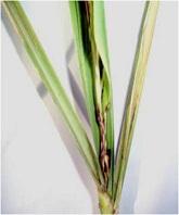 Figure 4: Top-Rot Phase. (Stalk showing top rot and apical bud and side shoot development).