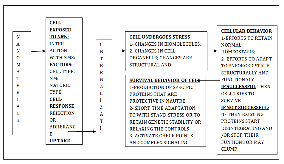 Figure 1: Graphic Representaion of Influence of Nanomaterials (Nms) On Cell.